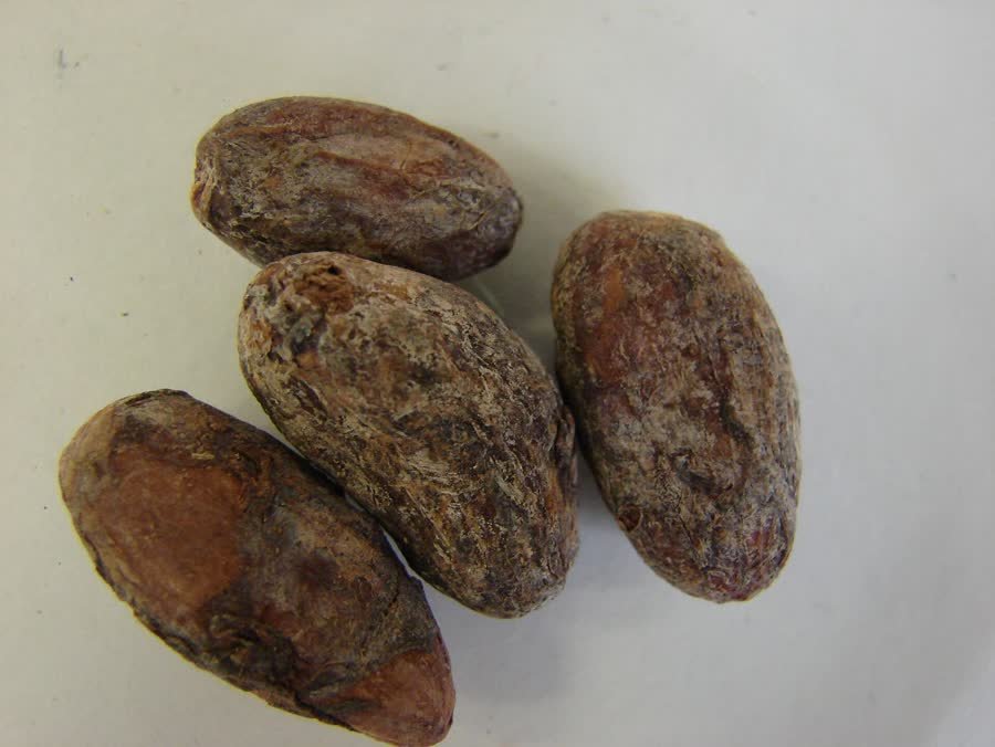Cocoa beans