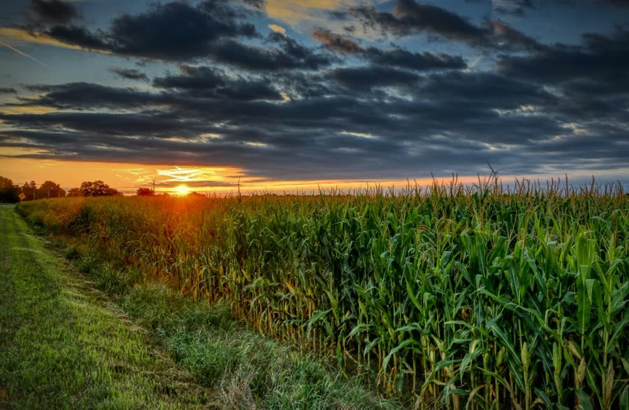 Corn field at sunset