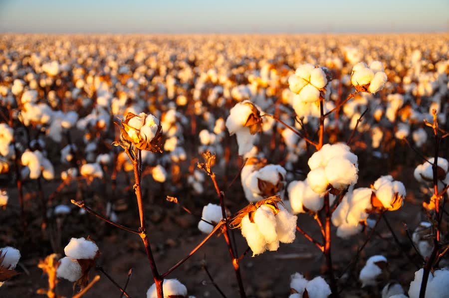 Cotton field ready for harvest