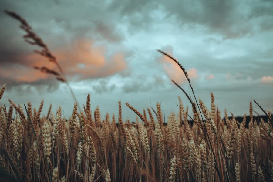 Cereal field