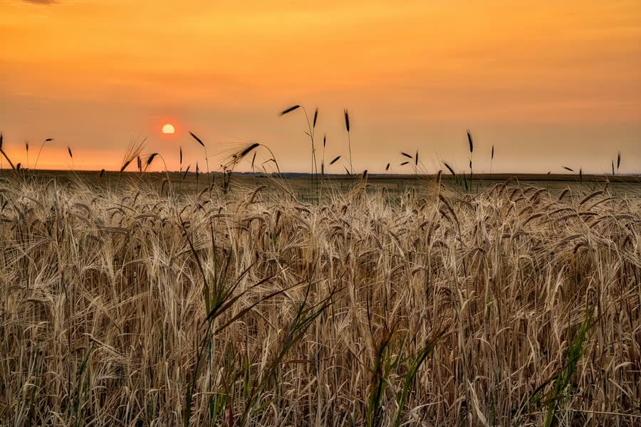 Wheat field