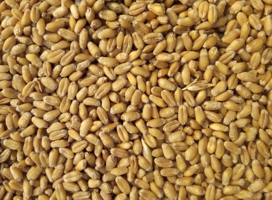 Close-up of wheat grains