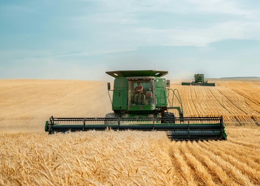 Combine harvesters working a wheat field