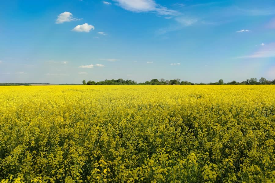 Rapeseed in flower