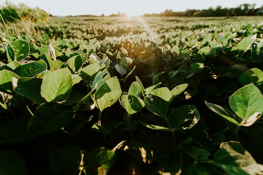 Young soybean plants in a field