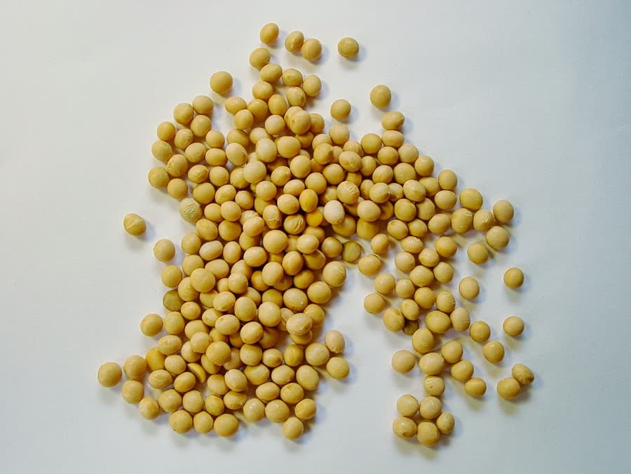 Soybeans on a white surface