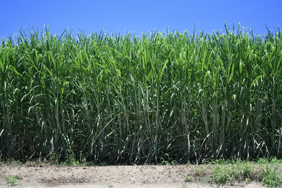 Sugar cane field